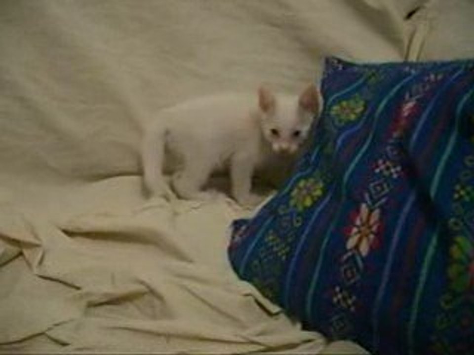 Le petit chaton Copo vol.2
