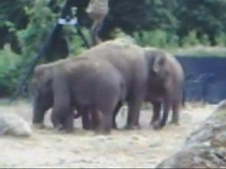 Dublin Zoo, Phoenix Park- Elephants