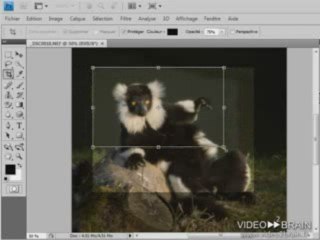 Photoshop CS4 : Recadrer une image