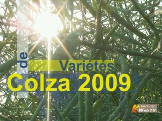 Colza : la génétique peut apporter beaucoup de choses