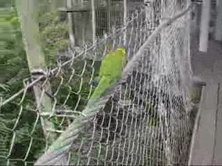 Parrots & Lorikeets