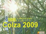 Colza : plus de 100 nouvelles variétés depuis 3 ans