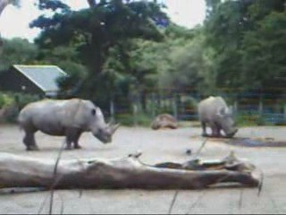 Dublin Zoo, Phoenix Park - Rhinos