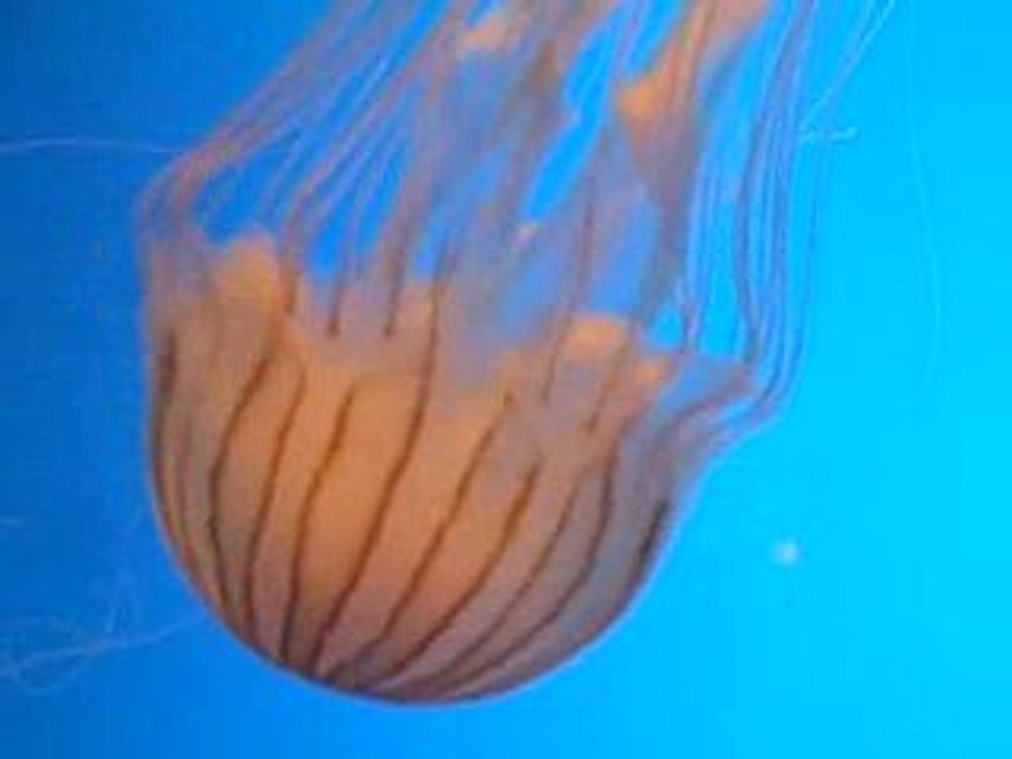 ⁣Georgia Aquarium