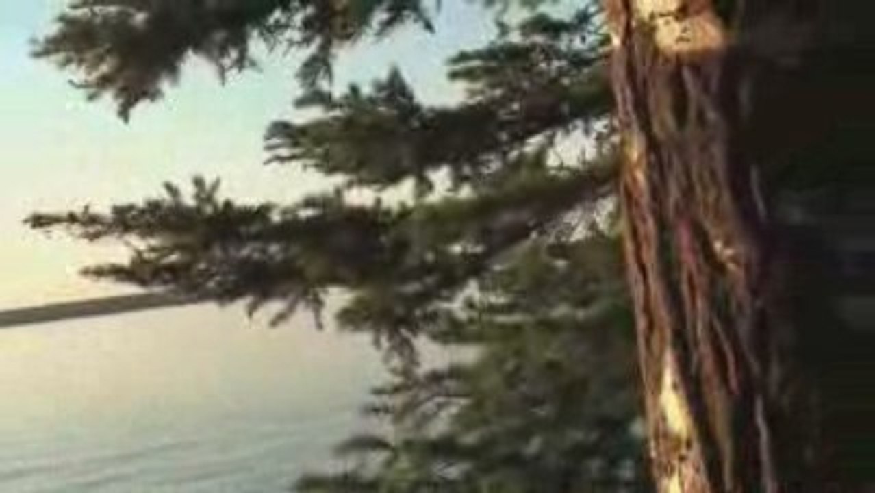 MicroMAV Micro RC Plane (The Lady Bug)