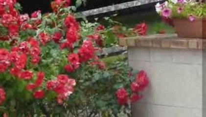 Ecureuils à Neuville