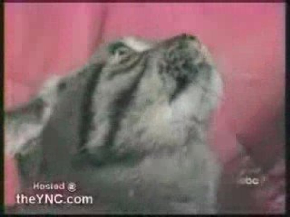 Le chat qui avait fumé