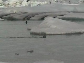 Islande - phoques sur le lac Jokularson nageant entre les ic