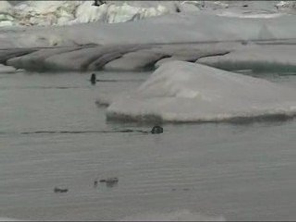 Islande - phoques sur le lac Jokularson nageant entre les ic