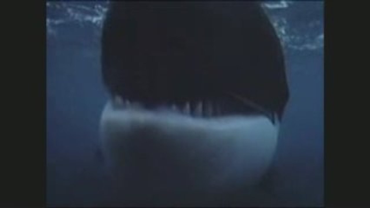 Orque roi des oceans
