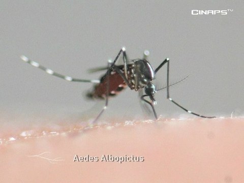 Savoirs Partagés - Didier FONTENILLE - Entomologie médicale