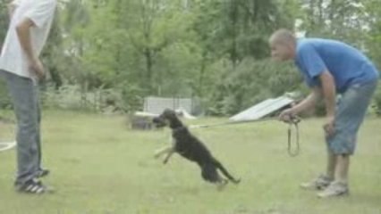 B.A 2 mois 1/2 Ebby des Fidèles du Marsan