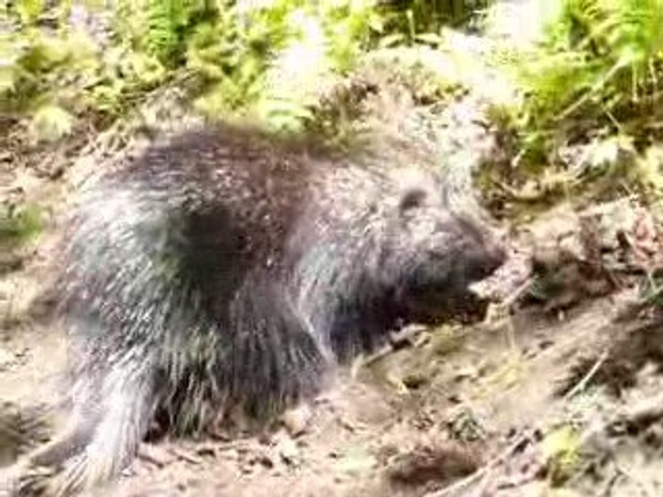 Porc-Epic dans la forêt