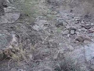 Rattlesnake while hiking...sun almost down.