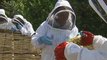 Concern as honeybees disappear from our gardens