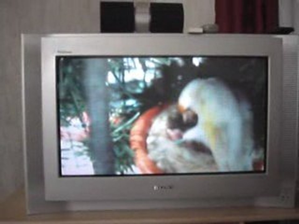 chardonneret satiné avec 3 jeunes dans le nid