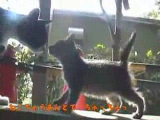 Animaux et humour garanti