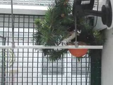 chardonneret eumo avec des jeunes au nid