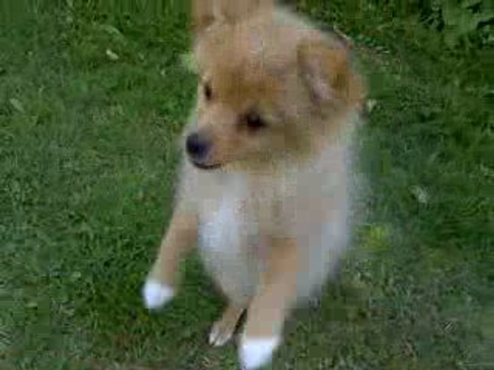 Rouky essaie de manger du pain