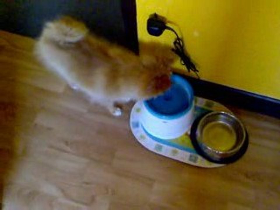 Rouky rentre à la maison après sa promenade