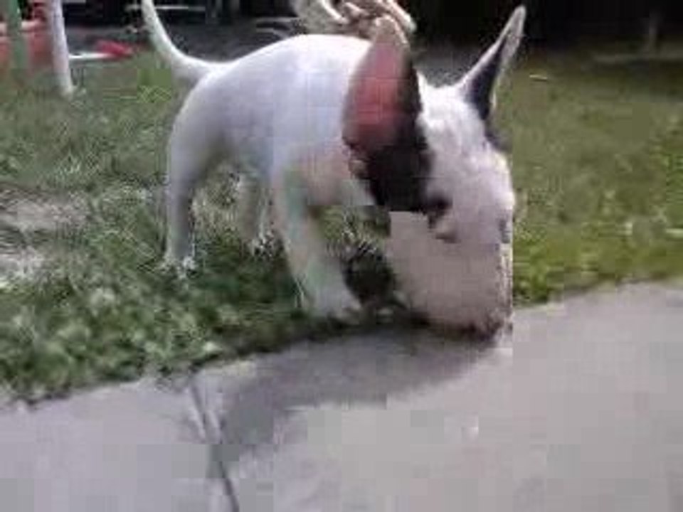 stitch chien d'adeline