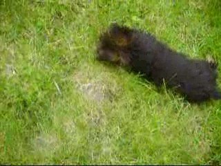 chiot yorkshire (Eliot)