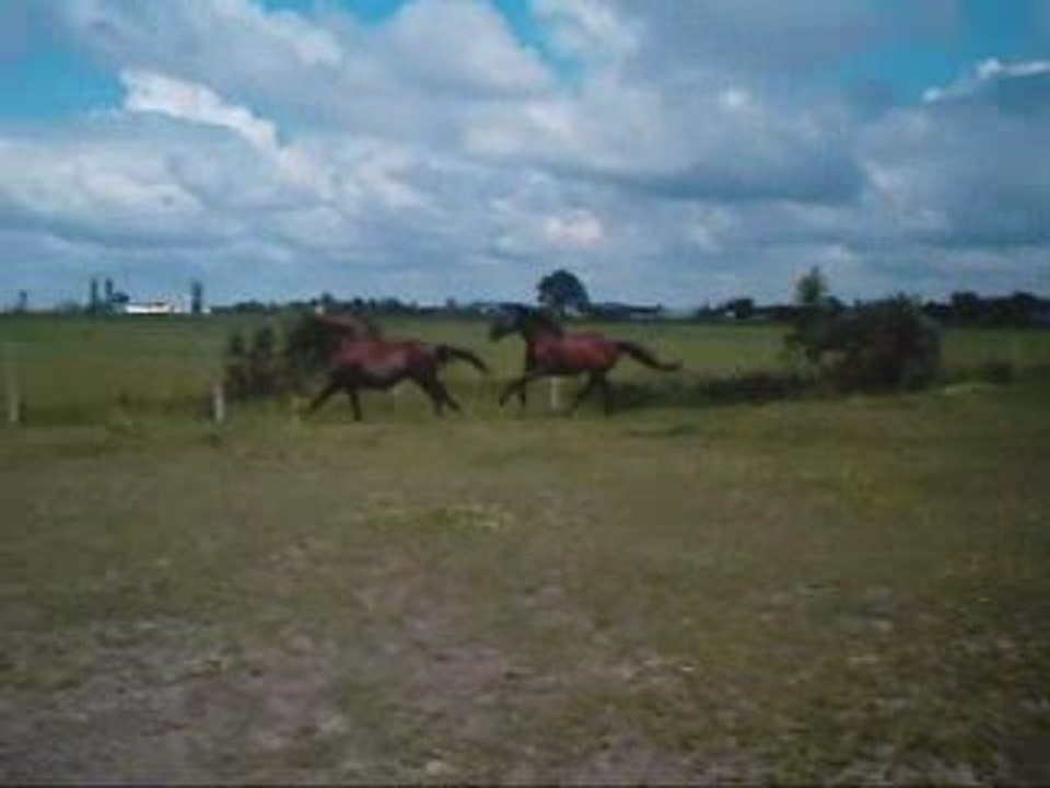 Galop