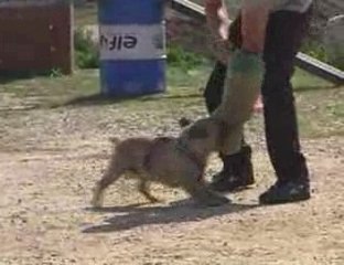 Clovis, bouledogue de défense !