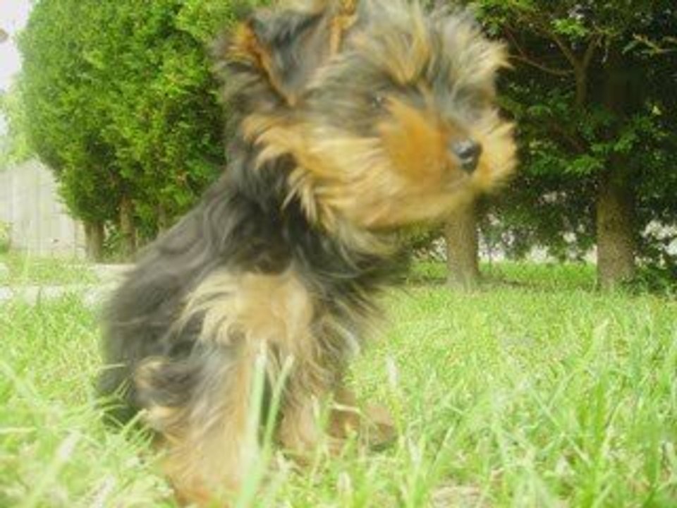 Eliot (3 mois) et Tornade (7 ans)