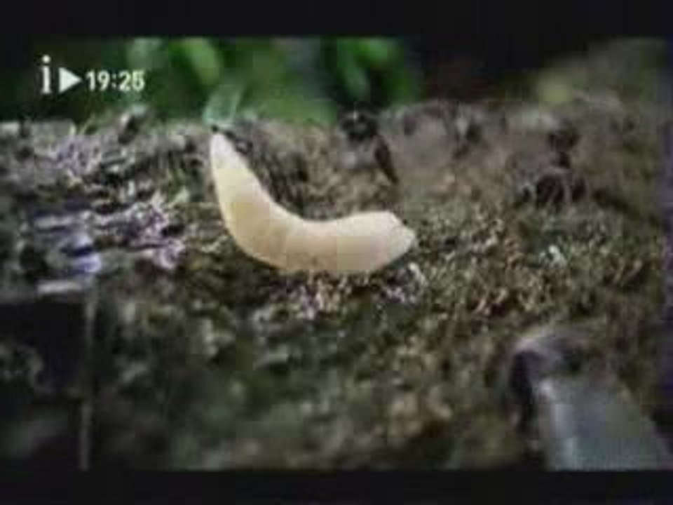 Pub - Xbox Moustique music