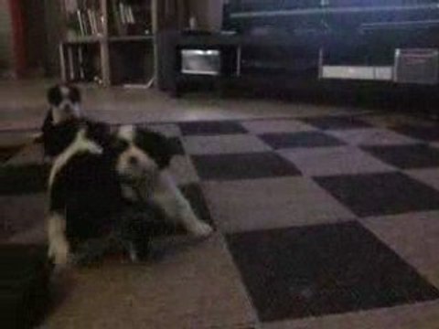 Les chiots de Victoria à 1 mois