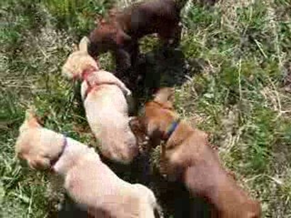 les chiots font les fous