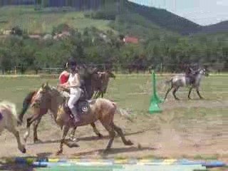 Épervier à l'équitation