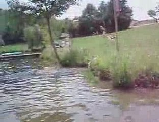 Les chiens au  lac des sapins