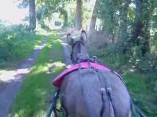 paradis des rêves des animaux