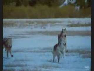 freedom of wolves