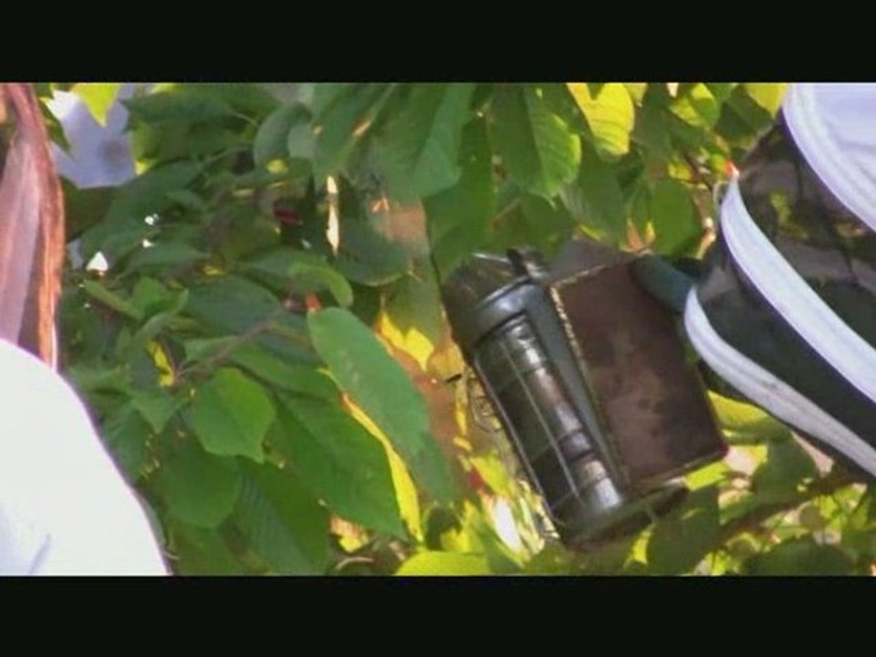 capture d'un essaim d'abeilles