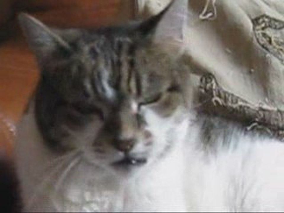 POPPY THE small CAT CURSING BIRDS OUTSIDE WINDOW