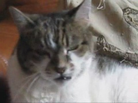 POPPY THE small CAT CURSING BIRDS OUTSIDE WINDOW