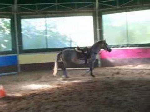 shamrock du neuf clos