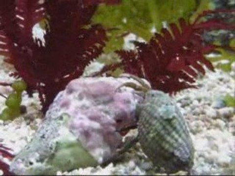 Changement coquille bernard l'hermite