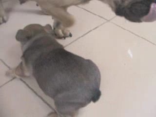 MVI_0158 daffy melaaaaanie