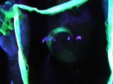 The fluor experience -Video Promo-320x240
