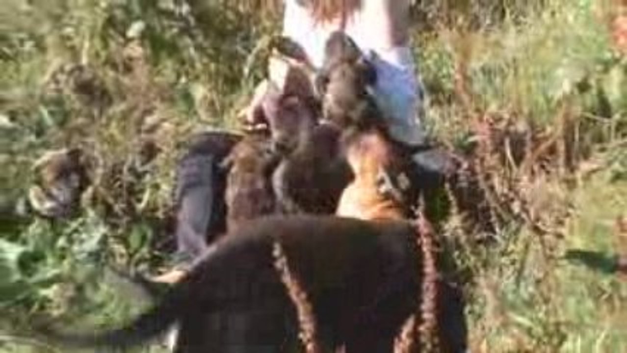 Chiots dogo canario 4 jours avant le départ