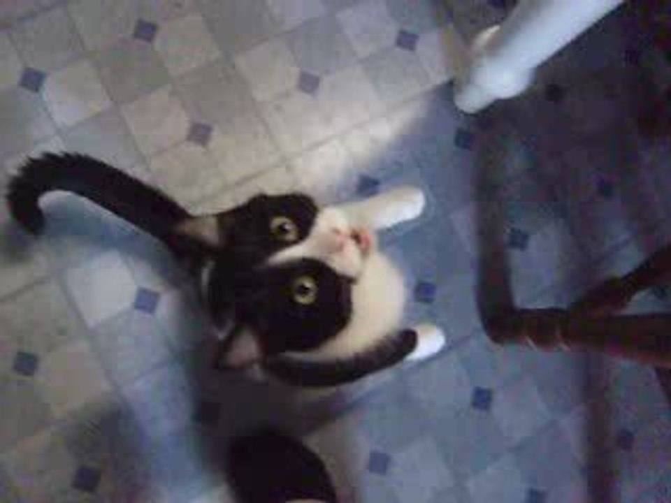El Generico REALLY wants some turkey