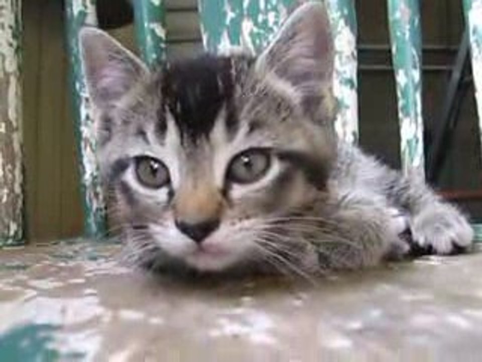 El Generico's Tabby Kitten Meowing