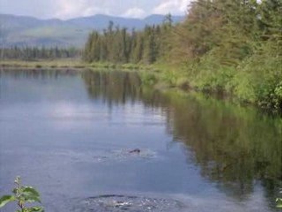 Castor nageant dans un lac