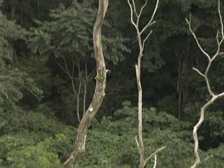 Scheme shows which companies care about rainforests