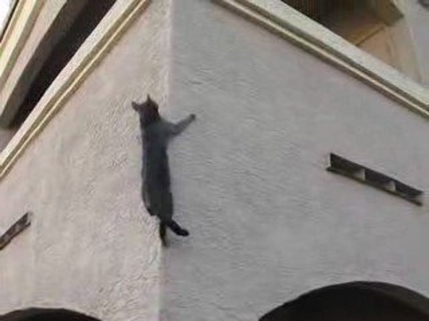 Chat Qui Grimpe Sur Un Mur Video Dailymotion