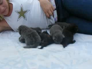 portée chani maine coon des loups du coin de la Fontaine